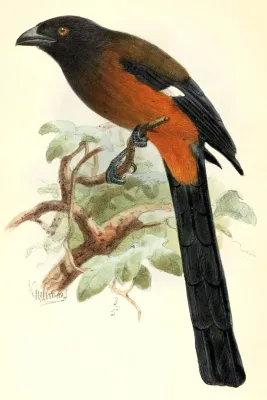 File:Dendrocitta bayleii.jpg