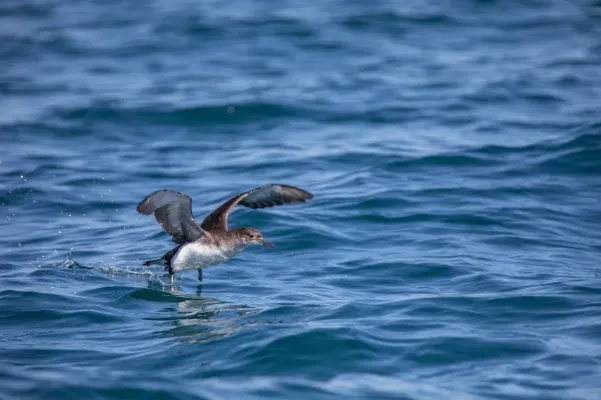 File:Puffinus gavia-pattering.jpg
