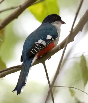 File:Priotelus temnurus -Camaguey, Camaguey Province, Cuba-8.jpg