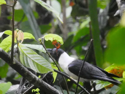 File:Corvus typicus, North Buton Regency, Southeast Sulawesi, Indonesia 1.jpg
