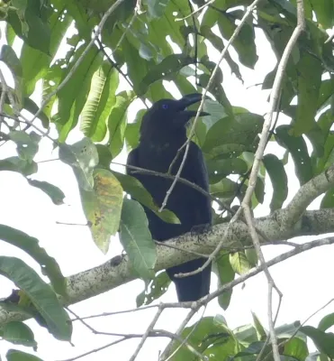 File:Corvus fuscicapillus, Pulau Waigeo, Raja Ampat, West Papua, Indonesia 1.jpg