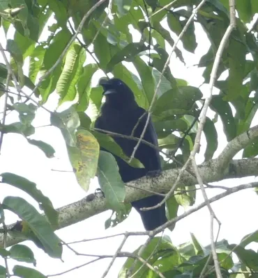 File:Corvus fuscicapillus, Pulau Waigeo, Raja Ampat, West Papua, Indonesia 3.jpg