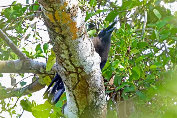 File:Corvus fuscicapillus, Baim, West Papua, Indonesia 1.jpg