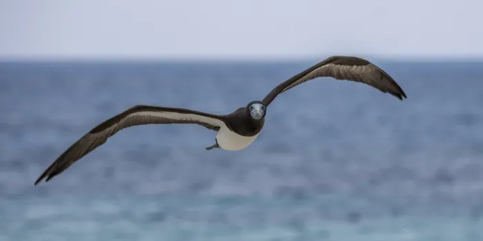 File:Brown booby (Sula leucogaster plotus) male in flight Michaelmas Cay.jpg