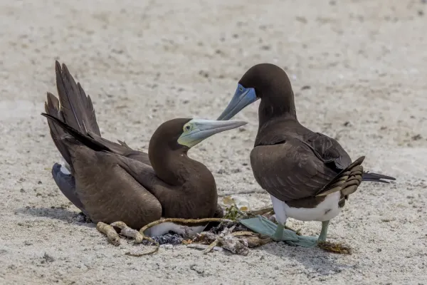 File:Brown booby (Sula leucogaster plotus) pair Michaelmas Cay.jpg