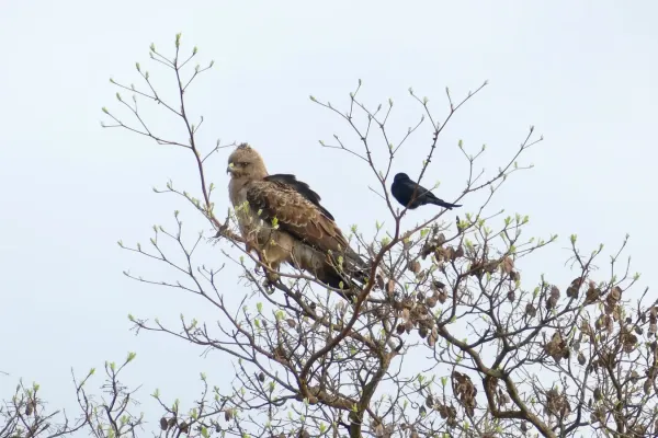 File:Day 24 Wahlberg's Eagle (Hieraaetus wahlbergi) (53471594494).jpg