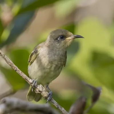 File:Brown honeyeater (Lichmera indistincta indistincta) Darwin 2.jpg