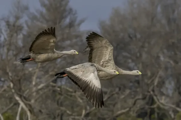 File:Cape Barren geese (Cereopsis novaehollandiae) in flight Kangaroo Island.jpg