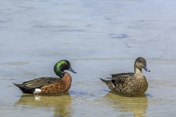 File:Chestnut teal (Anas castanea) pair Maria Island.jpg