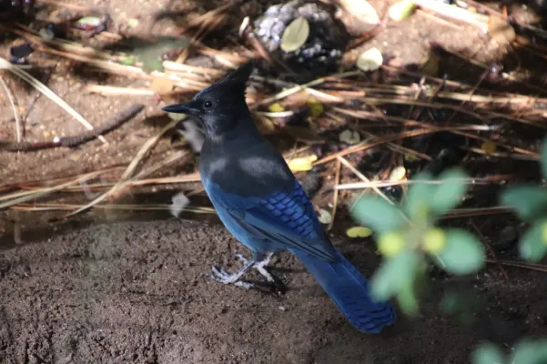 File:Cyanocitta stelleri, Aqua Dulce Creek, San Diego County, California 1.jpg