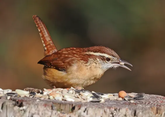 File:Carolina Wren - Thryothorus ludovicianus, Harford County, Maryland, January 5, 2024 (53466842941).jpg
