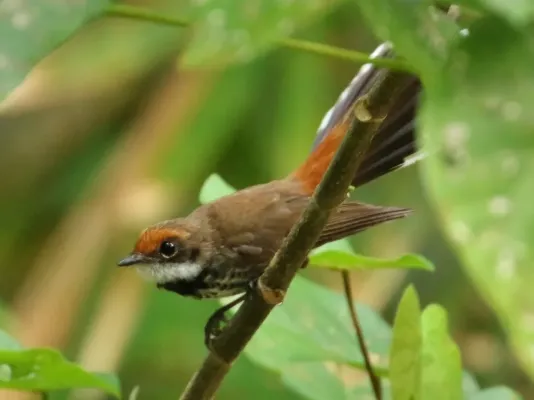 File:Rhipidura versicolor.jpg