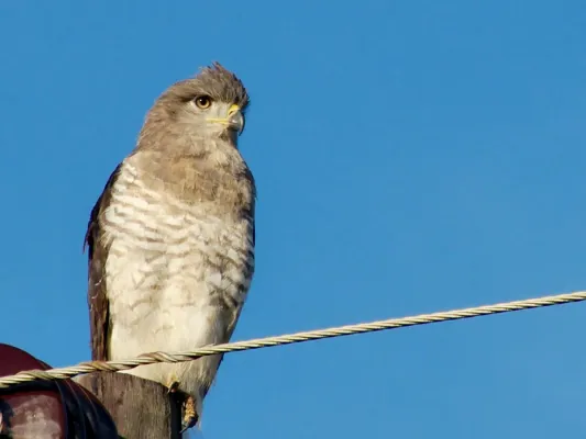 File:Circaetus fasciolatus, iSimangaliso Wetland Park, KwaZulu Natal, South Africa 1.jpg