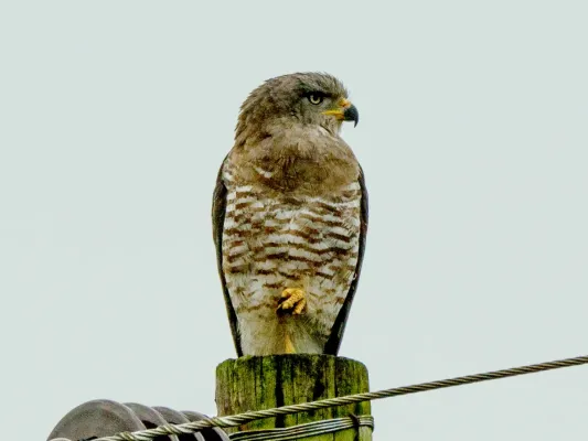 File:Circaetus fasciolatus, iSimangaliso Wetland Park, KwaZulu Natal, South Africa 3.jpg