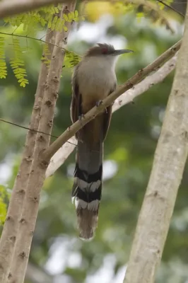 File:Coccyzus merlini -Pinar del Rio Province, Cuba-8 (1).jpg
