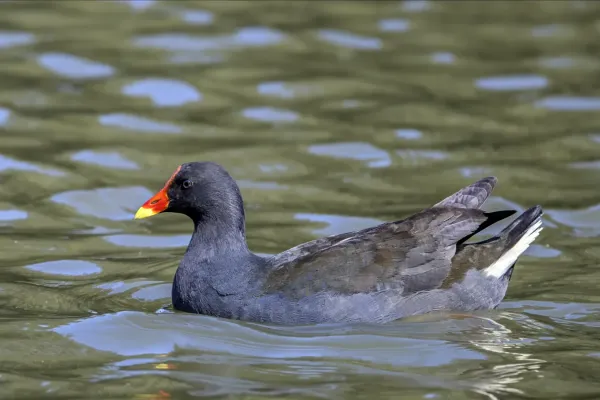 File:Dusky moorhen (Gallinula tenebrosa tenebrosa) Sydney 2.jpg