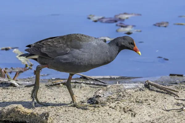 File:Dusky moorhen (Gallinula tenebrosa tenebrosa) Sydney.jpg