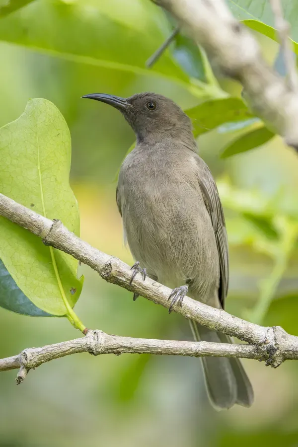 File:Dusky myzomela (Myzomela obscura obscura) Darwin.jpg