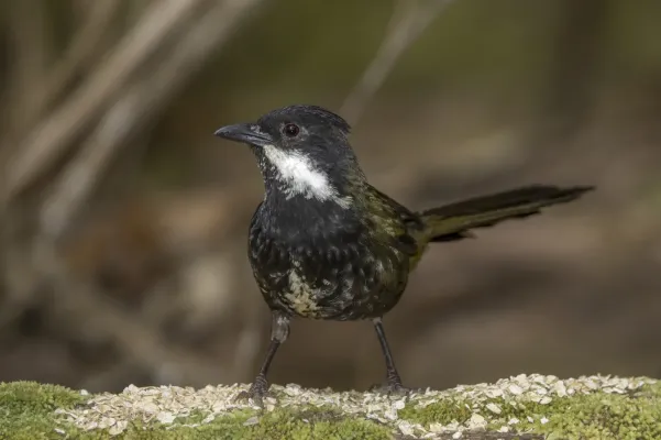 File:Eastern whipbird (Psophodes olivaceus lateralis) Atherton.jpg