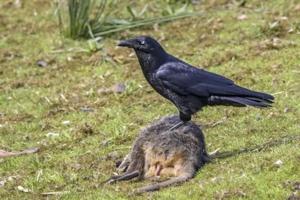 File:Forest raven (Corvus tasmanicus) on pademelon road kill South Bruny.jpg