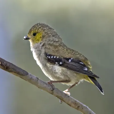 File:Forty-spotted pardalote (Pardalotus quadragintus) South Bruny 3.jpg