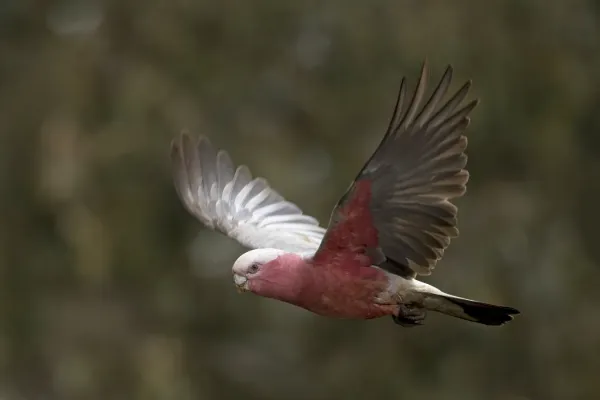 File:Galah (Eolophus roseicapilla) female in flight Mount Pleasant.jpg