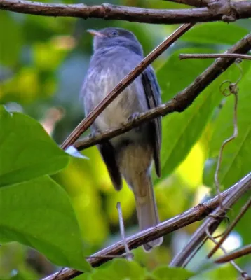 File:Elaenia strepera 201366526.jpg