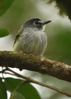 File:Myiornis atricapillus 255458630.jpg