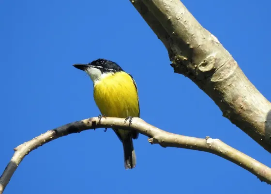 File:Todirostrum nigriceps 253579653.jpg