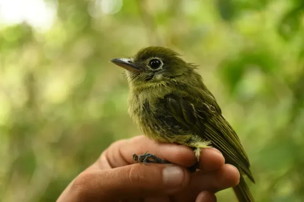 File:Rhynchocyclus brevirostris 131995799.jpg