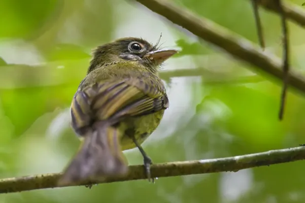 File:Rhynchocyclus brevirostris 179717163.jpg