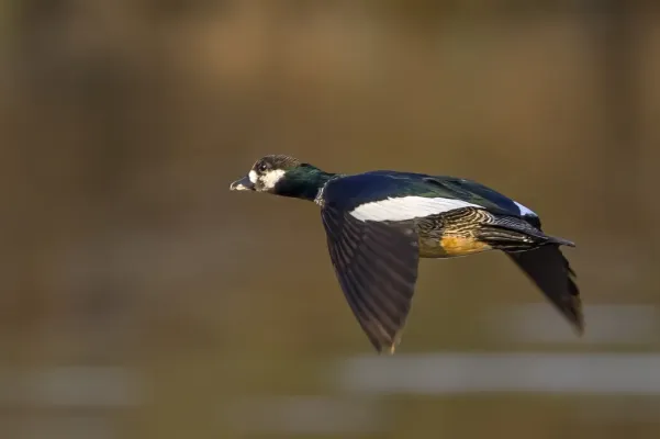 File:Green pygmy-goose (Nettapus pulchellus) male in flight Kakadu.jpg