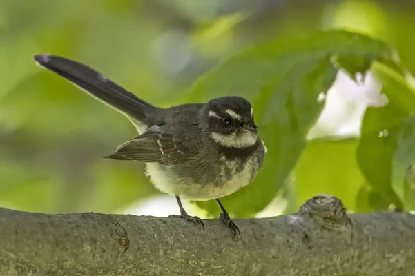 File:Grey fantail (Rhipidura albiscapa albiscapa) Hobart.jpg
