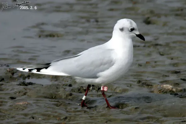 File:Saundersilarus saundersi 1513813.jpg