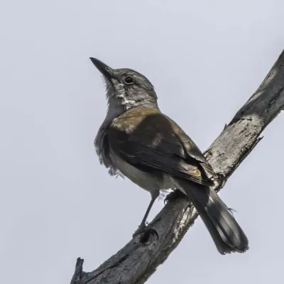 File:Grey shrikethrush (Colluricincla harmonica) South Bruny.jpg