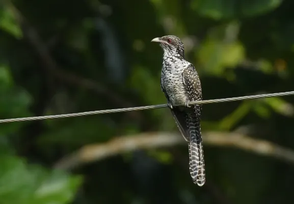 File:Eudynamys scolopaceus 310610109.jpg