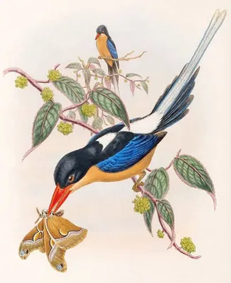 File:Tanysiptera nigriceps Sclater, 1877 2.jpg
