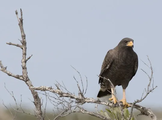 File:Buteogallus gundlachii -Camaguey Province, Cuba-8.jpg