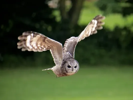 File:Abyssinian Eagle Owl (Bubo cinerascens) at ICBP - geograph.org.uk - 6230415.jpg