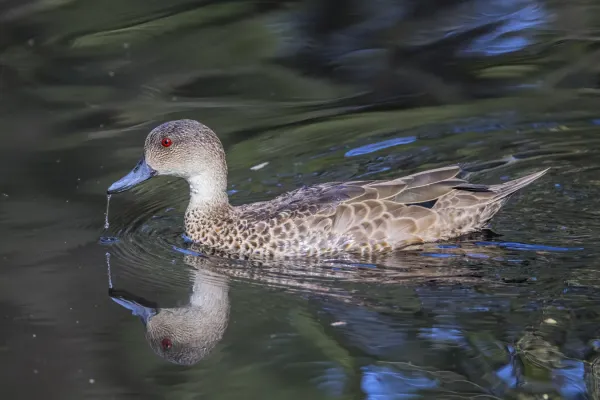 File:Grey teal (Anas gracilis) Adelaide.jpg