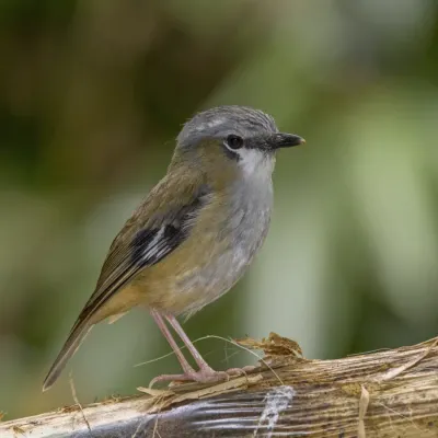 File:Grey-headed robin (Heteromyias cinereifrons) Atherton.jpg