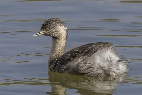 File:Hoary-headed grebe (Poliocephalus poliocephalus) non breeding Adelaide.jpg