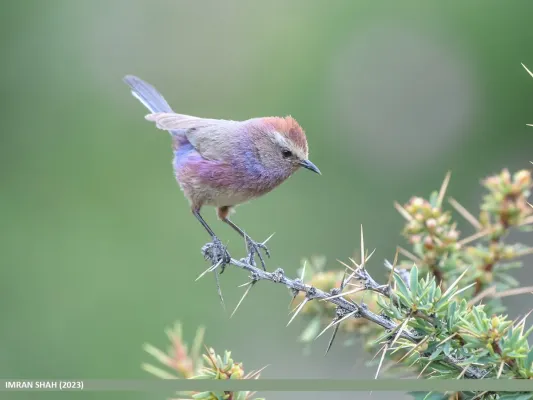 File:White-browed Tit Warbler (Leptopoecile sophiae) - Flickr - gilgit2 (1).jpg