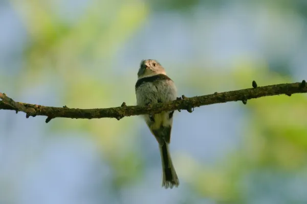 File:Aegithalos fuliginosus 09993.jpg