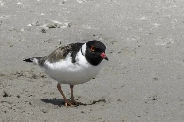 File:Hooded plover (Thinornis cucullatus) Maria Island.jpg