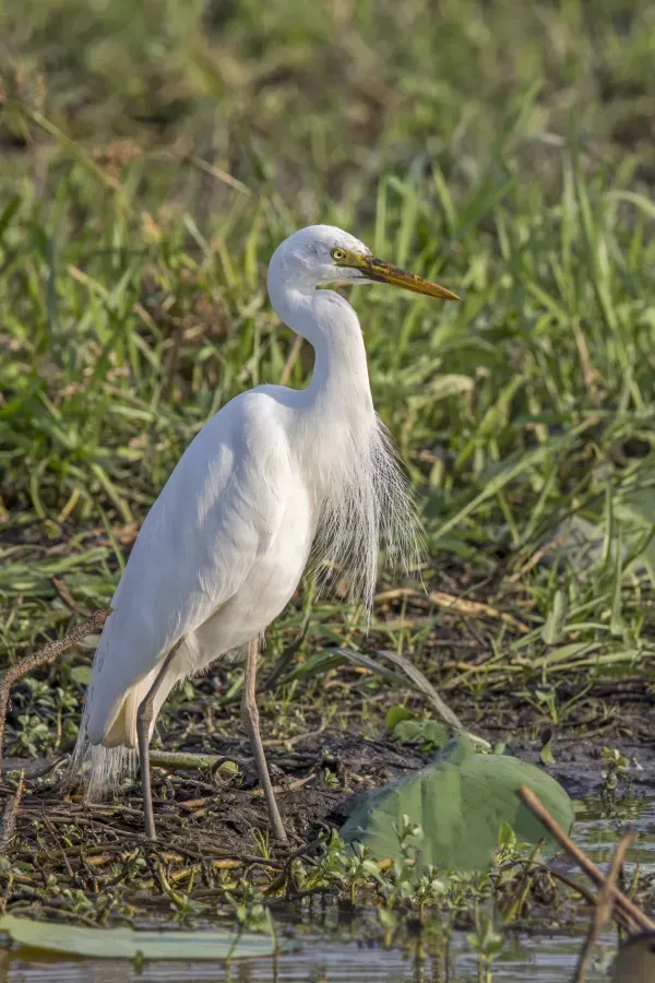 File:Intermediate egret (Ardea intermedia plumifera) non breeding Kakadu.jpg