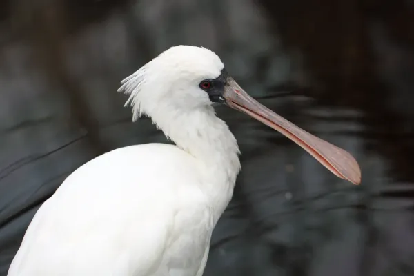 File:Black-faced Spoonbill Platalea minor.jpg