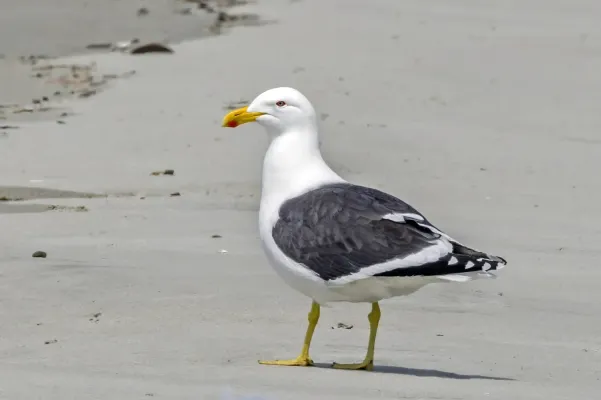 File:Kelp gull (Larus dominicanus dominicanus) South Bruny.jpg