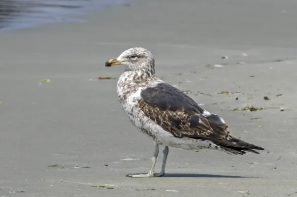 File:Kelp gull (Larus dominicanus dominicanus) immature South Bruny.jpg