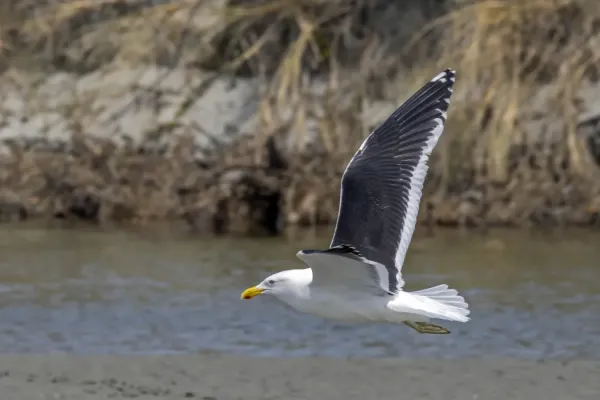 File:Kelp gull (Larus dominicanus dominicanus) in flight South Bruny.jpg